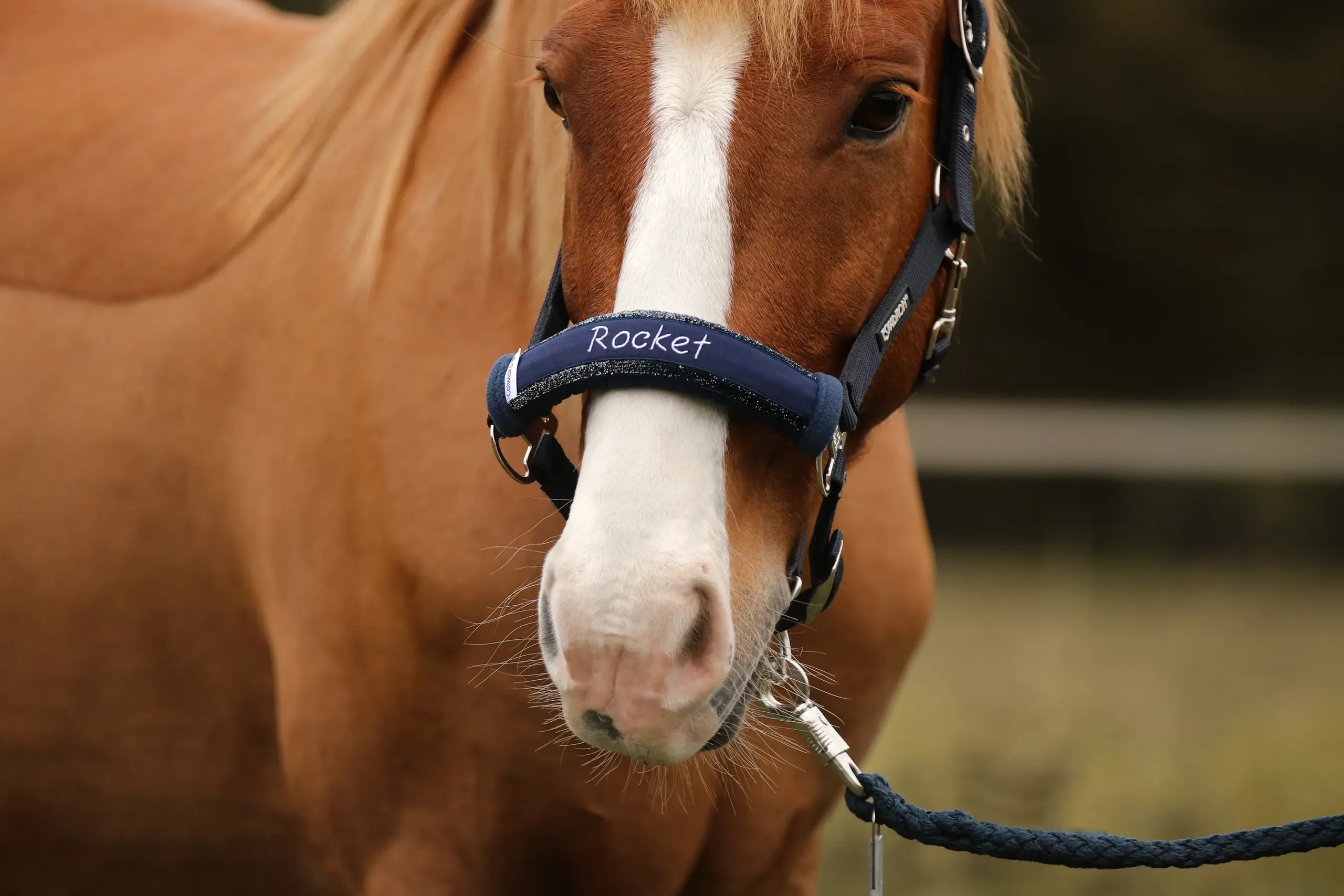 Noseband Sparkle Blau – Bild 2